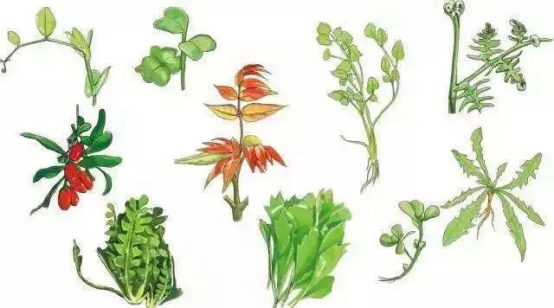 浦口这些野菜里，藏着春天的味道！