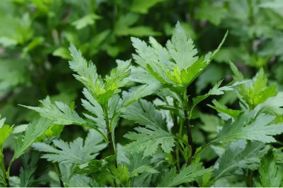 浦口这些野菜里，藏着春天的味道！